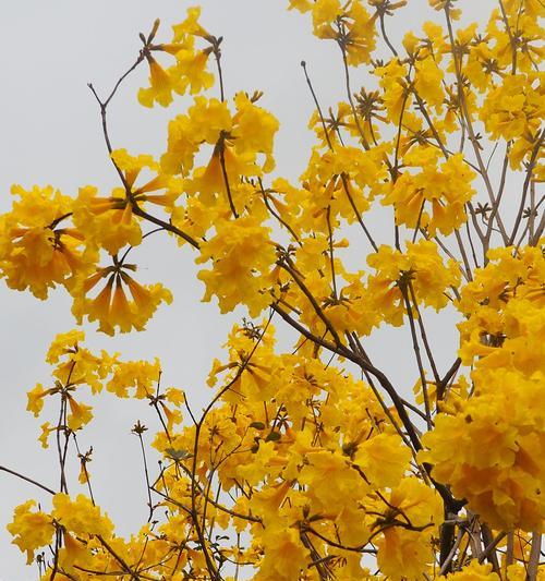 风铃子花语的美丽祝福（传递祝福与平安的风铃子花语）