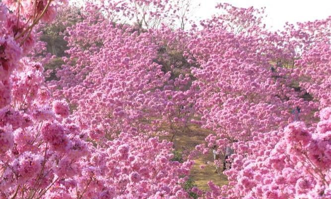 风铃子花语的美丽祝福（传递祝福与平安的风铃子花语）