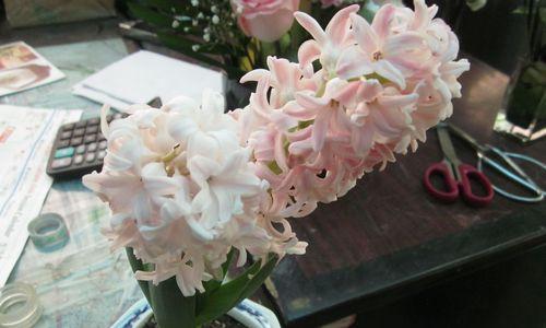 风信子花的象征意义与魅力（探寻风信子花的文化内涵与美学价值）