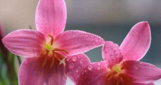 风雨花的花语与寓意——守望坚韧的力量（感悟风雨花的意义）