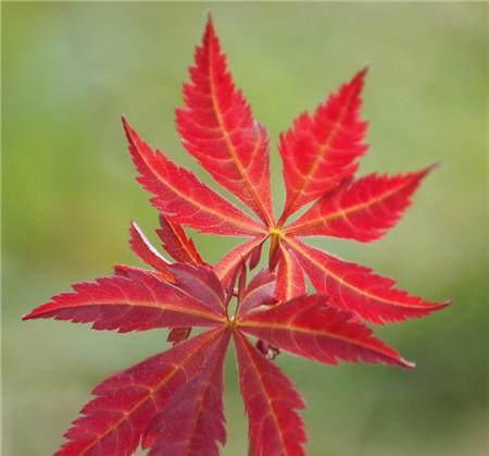 枫叶的花语——生命的灿烂之美（枫叶花语的意义及魅力）