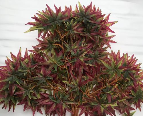 枫叶的花语——生命的灿烂之美（枫叶花语的意义及魅力）