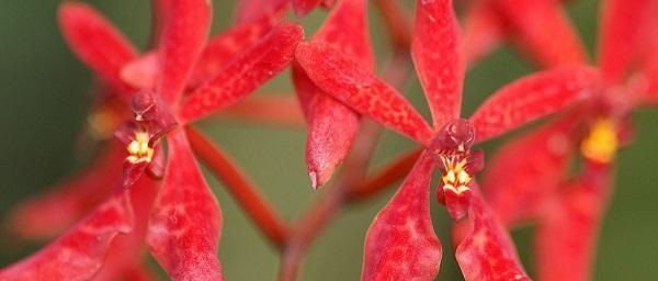 枫叶的花语——生命的灿烂之美（枫叶花语的意义及魅力）