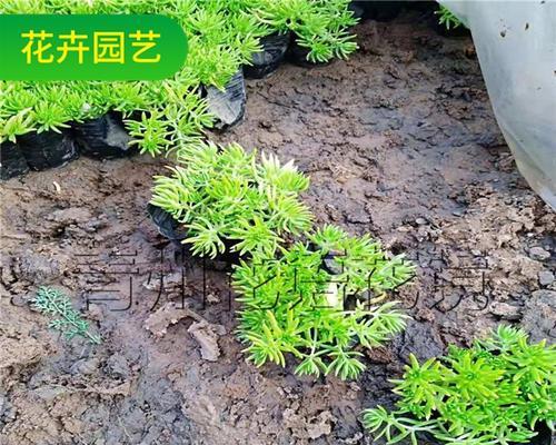以佛甲草的花语和寓意（以佛甲草的花语与寓意）