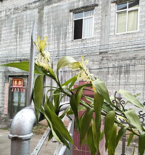 以富贵竹开花的风水寓意（花开富贵）