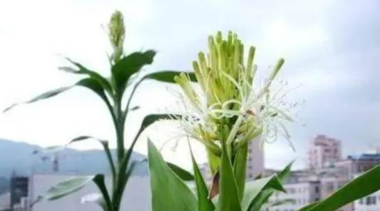 甘蔗开花的神秘预兆与寓意（解密甘蔗开花的奇迹）