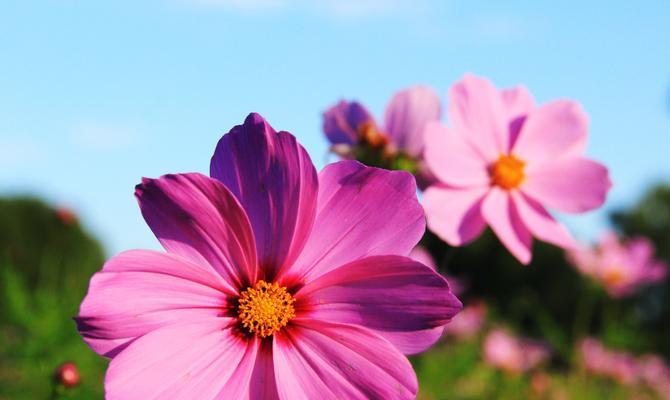 格桑花（揭示藏地文化中格桑花的象征意义与传承关系）
