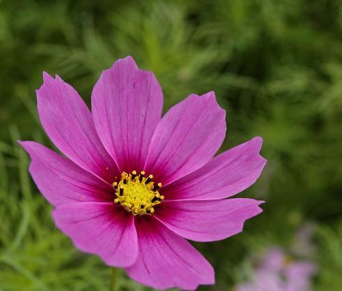 格桑花的花语与寓意（格桑花）