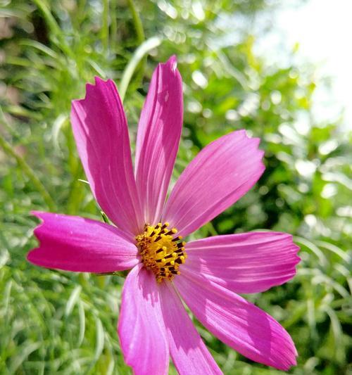 格桑花（一朵傲雪而立的花朵）