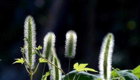 狗尾巴花的象征意义及文化传承（探索狗尾巴花的花语）