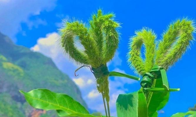 狗尾巴花-的花语揭示了人与自然的和谐共生关系（人类生活中的狗尾巴花-花语和它所代表的意义）