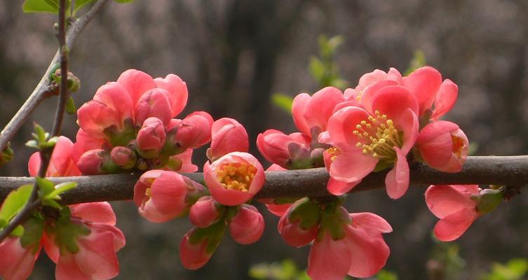 海棠花的花语与象征意义（传递爱与美的海棠花语及其启示）