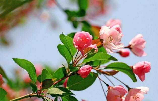 海棠花的花语和寓意（探寻海棠花花语的深意）