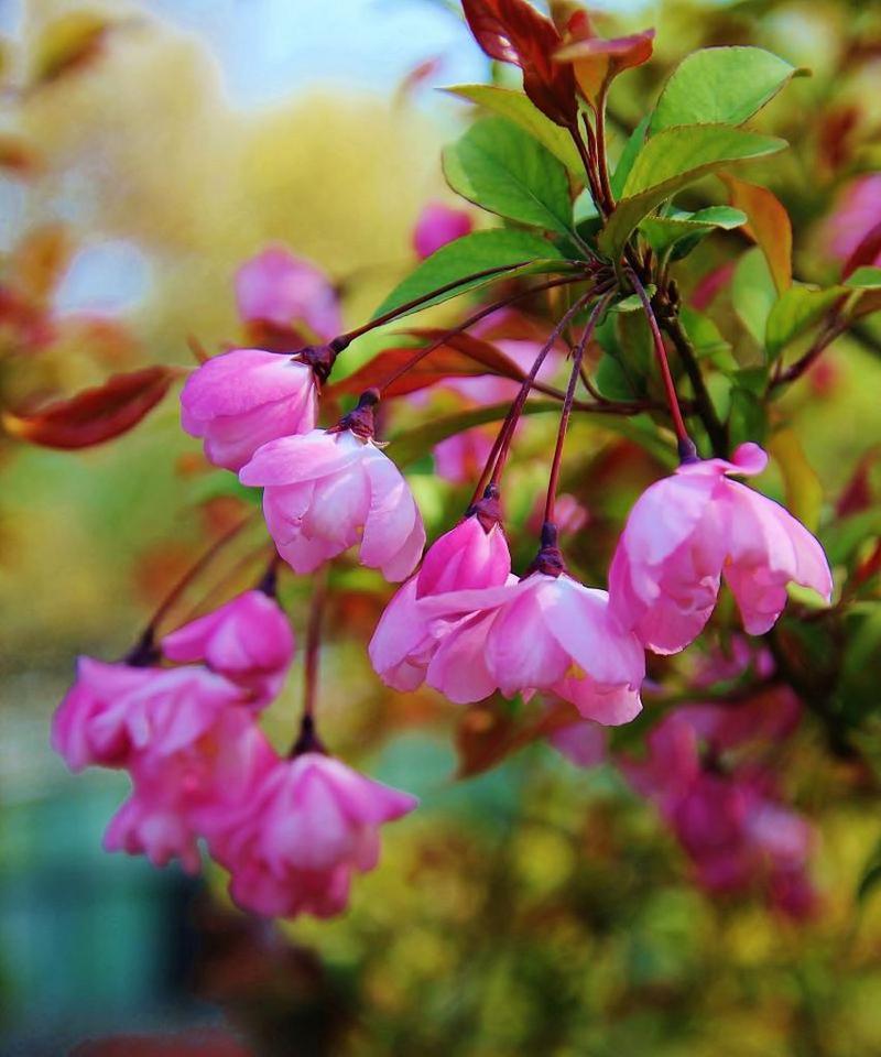 海棠花的花语与代表意义（探寻海棠花的神秘之美与情感表达）