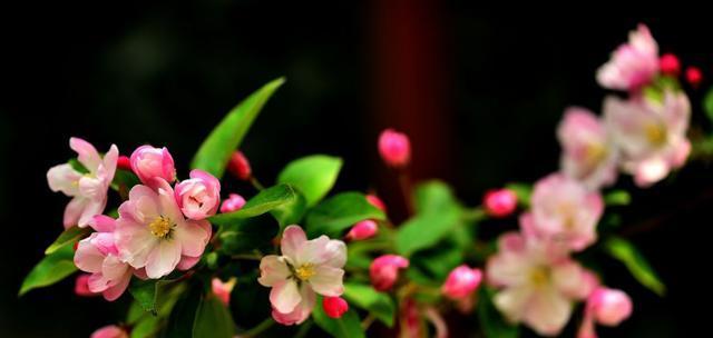 海棠花的花语与代表意义（探寻海棠花的神秘之美与情感表达）