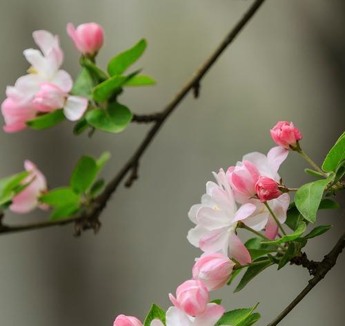 海棠花的花语与代表意义（探寻海棠花的神秘之美与情感表达）