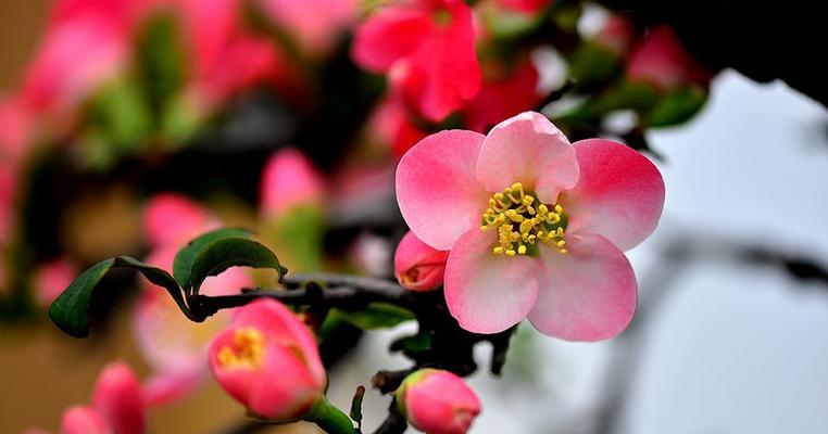 《海棠树的寓意与风水》（花开满园）