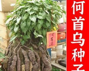 以何首乌的风水寓意与摆放位置解析（探究以何首乌在风水学中的吉祥之意及适宜的摆放位置）
