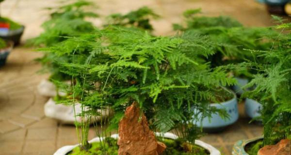 和顺树风水的作用与寓意（和顺树的风水影响及如何利用和顺树带来好运）