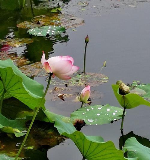 荷叶的象征意义——生命力与坚韧（探寻荷叶的文化内涵与象征价值）