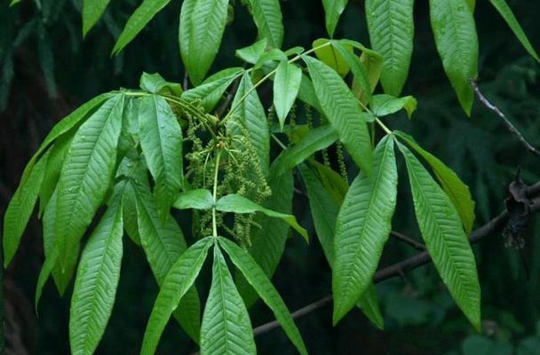 核桃树风水之祥瑞寓意（传承福泽万家的核桃树）