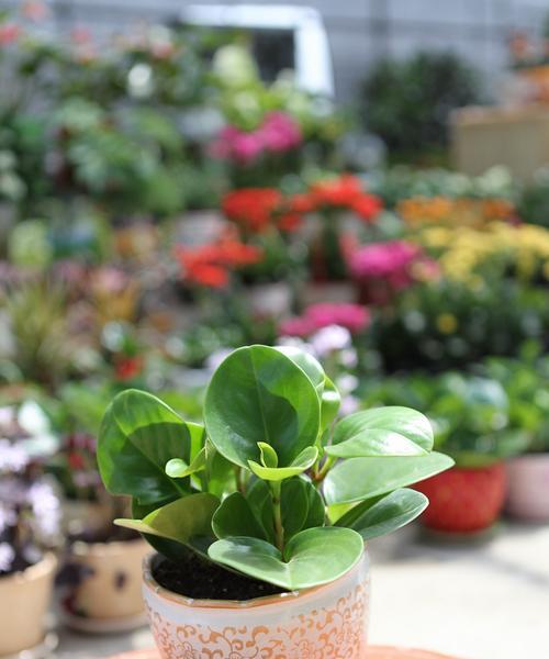 黑骨香的风水寓意与摆放位置解析（为您揭秘黑骨香的吉祥之道）