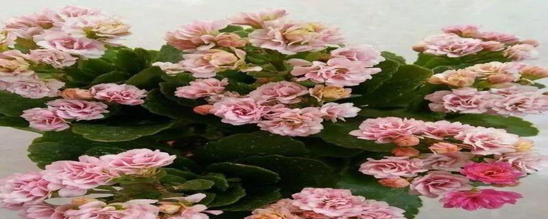 黑骨香的风水寓意与摆放位置解析（为您揭秘黑骨香的吉祥之道）