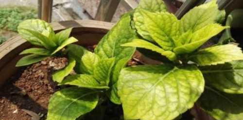 黑骨香的风水寓意与摆放位置解析（为您揭秘黑骨香的吉祥之道）