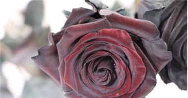 以黑玫瑰的花语寓意及其意义探究（深情浓郁）