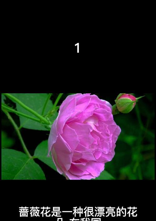 黑蔷薇花语与代表意义（探究黑蔷薇的象征意义及美丽之谜）