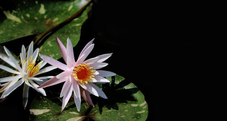 黑色莲花的象征意义（探寻黑色莲花背后的神秘力量）