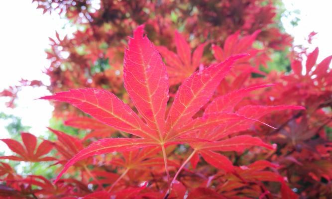 红枫花的花语与寓意（揭示红枫花的美丽与含义）