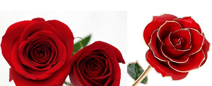 红玫瑰的花语之深情告白（用12朵红玫瑰诠释爱的承诺）