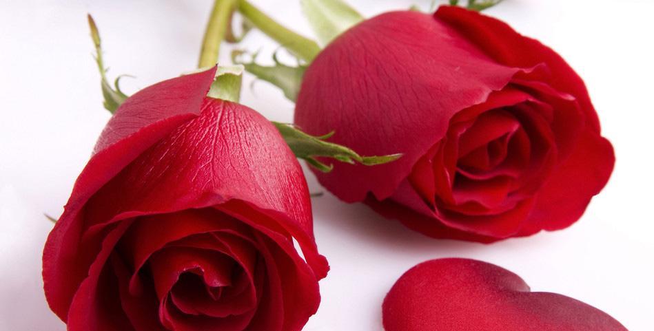 红玫瑰的花语（红玫瑰的象征意义及传承的浪漫传说）