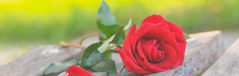 红玫瑰的花语（红玫瑰的象征意义及传承的浪漫传说）