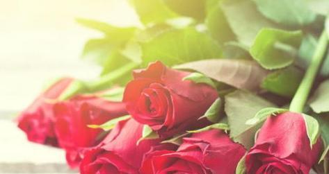 红玫瑰的花语及代表的含义（传递爱情与热情的选择）