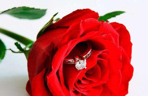 红玫瑰的花语及代表的含义（传递爱情与热情的选择）
