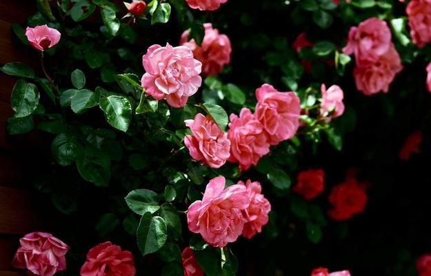红蔷薇花语与其代表意义（探寻红蔷薇的花语）