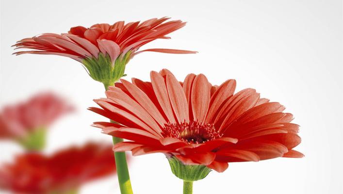 红色雏菊的花语和寓意（红色雏菊的美丽和象征意义）