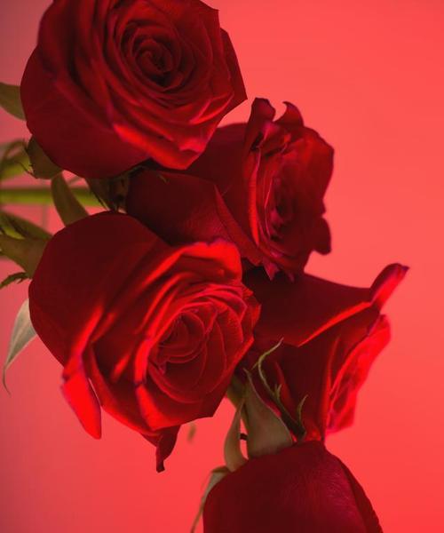 红色玫瑰的花语与意义（红色玫瑰的爱情与热情）