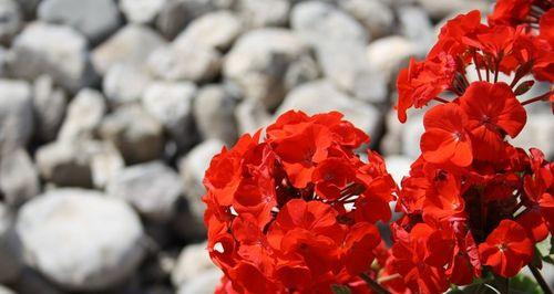 红色天竺葵（以花语和寓意探索红色天竺葵的美丽和意义）
