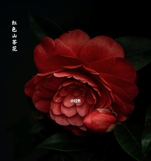 红山茶花的花语与代表意义（传递爱与美的红山茶花之语）