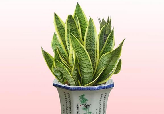 胡杨木的风水寓意与作用（探秘胡杨木在风水中的奥秘）