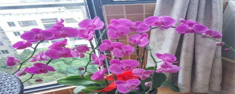 蝴蝶兰的风水之谜（揭秘蝴蝶兰花的风水寓意与摆放位置）