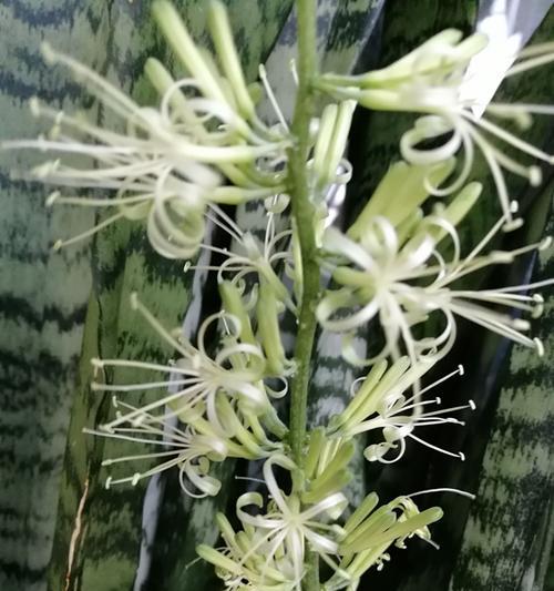 虎皮兰开花的寓意与象征（揭示虎皮兰盛开的内涵和象征意义）