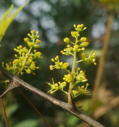 花椒开花的美丽与寓意（探索花椒的神秘花开时刻）