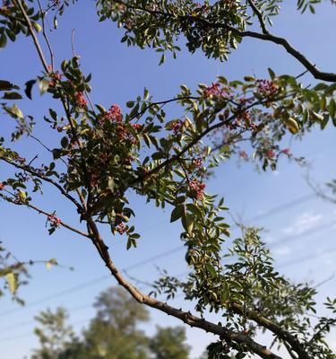 花椒树的风水作用与寓意（揭示花椒树对家居风水的影响力及象征意义）