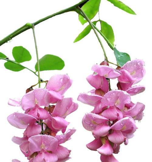 《槐花的七种颜色与花语》（探寻槐花各色花语）