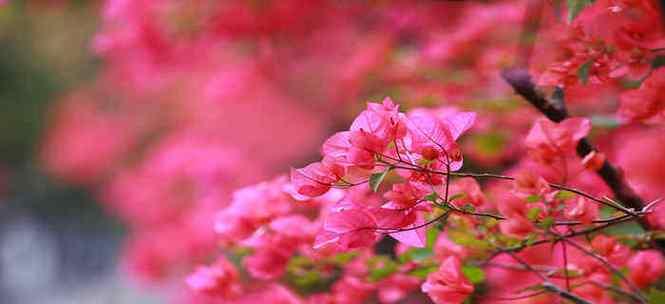 黄山的市花-杜鹃花（探索黄山市花杜鹃花的美丽内涵）