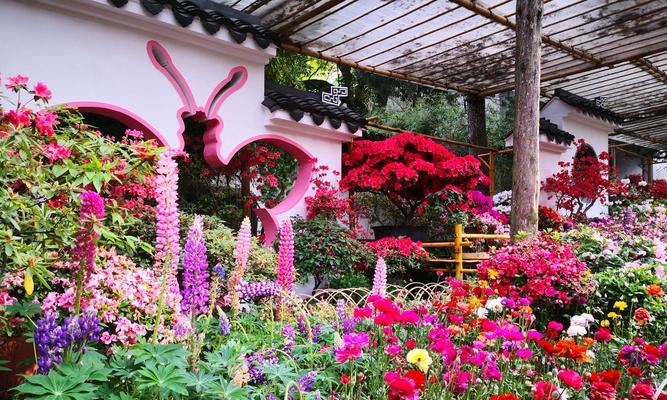 黄山的市花-杜鹃花（探索黄山市花杜鹃花的美丽内涵）